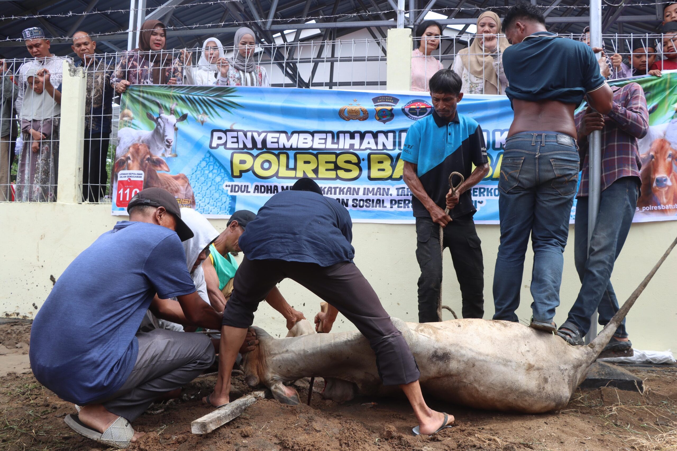Polres Batu Bara Laksanakan Penyembelihan dan Distribusi Daging Kurban Idul Adha 1447 H, Wujud Kepedulian Sosial Polri Kepada Masyarakat