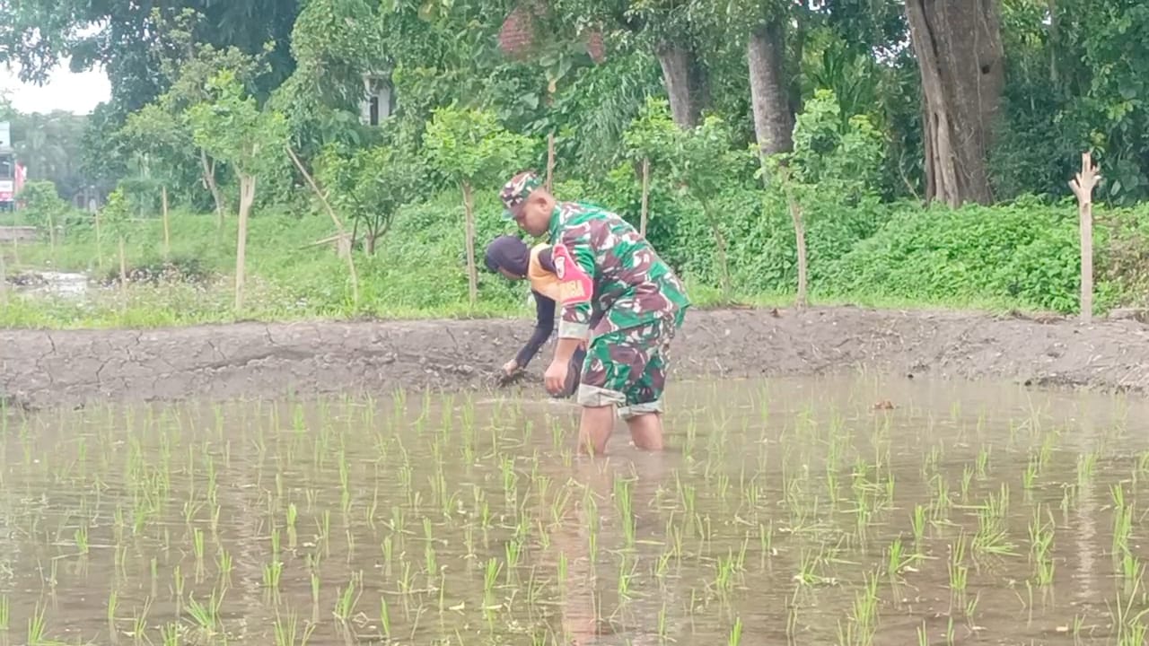Jaga Kualitas Padi, Koptu Eka Hendarwanto Bantu Petani Bersihkan Hama Keong Dan Gulma Sawah   