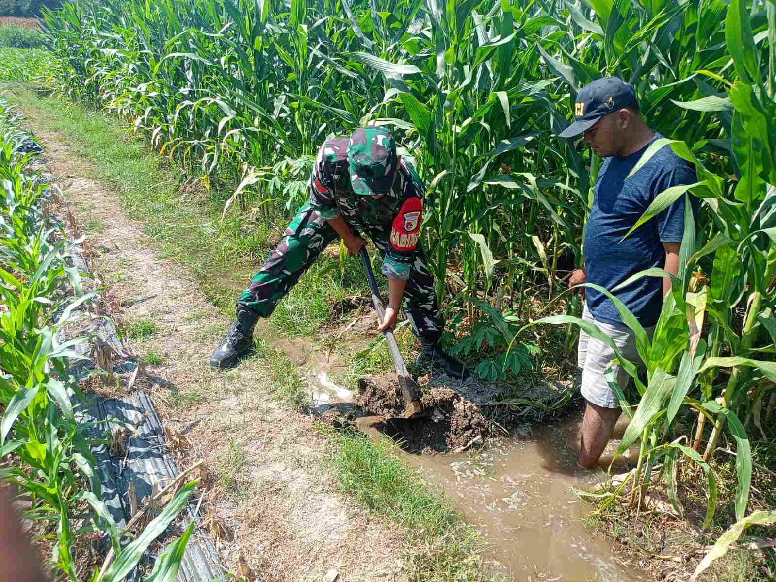 Sinergi TNI Dan Petani Babinsa Purwokerto Pastikan Pasokan Air Lahan Jagung Dusun Tumpuk Optimal   