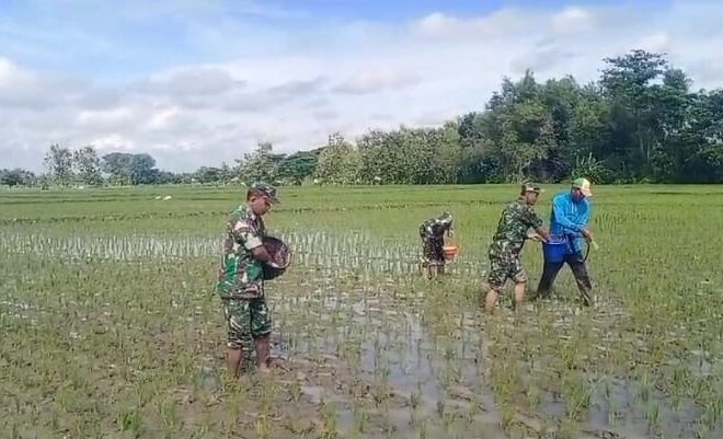 Babinsa Gesi IKut Turun Sawah, Pemupukan Jadi Kunci Kejar Panen Melimpah   