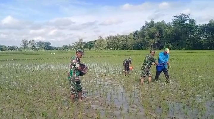 Babinsa Gesi IKut Turun Sawah, Pemupukan Jadi Kunci Kejar Panen Melimpah   