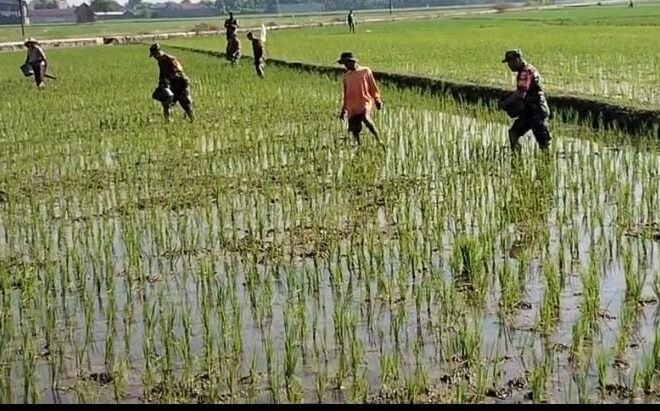 Babinsa Masaran Bantu Petani, Pemupukan Didorong Tepat dan Efisien   