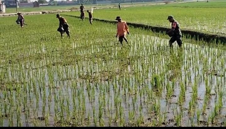 Babinsa Masaran Bantu Petani, Pemupukan Didorong Tepat dan Efisien   