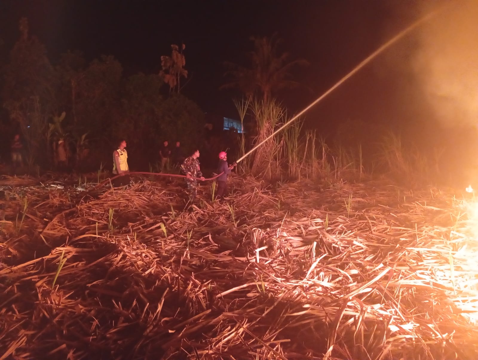 Api Mengamuk di Lahan Tebu Andong, Babinsa dan Damkar Bergerak Cepat Cegah Kebakaran Meluas   