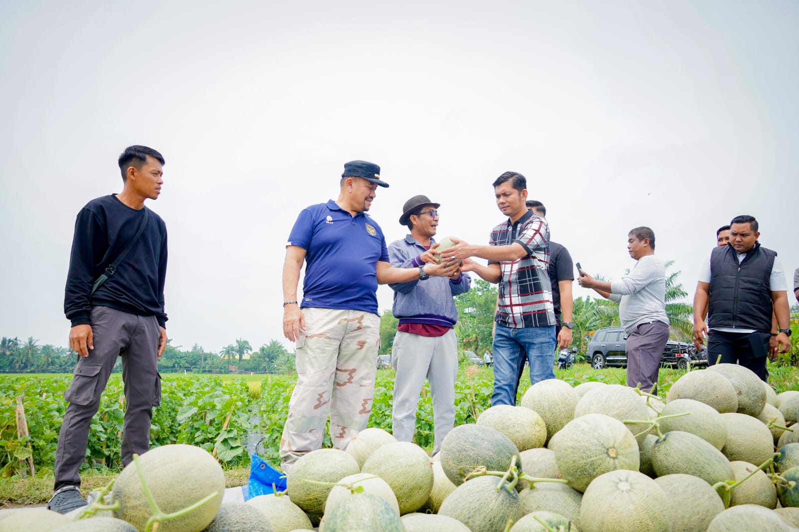 Bupati Batu Bara Panen Melon di Air Putih, Dorong Pengembangan Hortikultura dan Dukung Program MBG