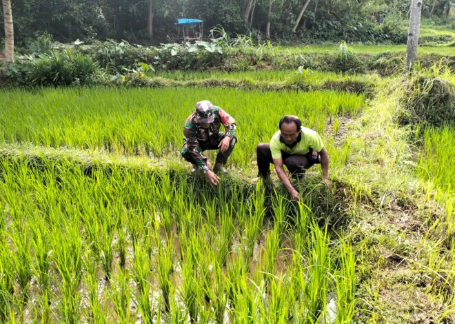 Wujudkan Ketahanan Pangan, Babinsa Kedungbanteng Dampingi Petani Merawat Sawah Warga