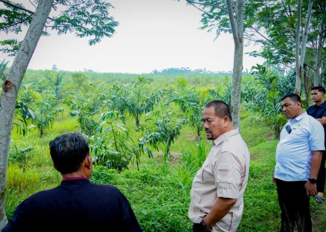 Lihat Potensi 800 Ribu Bibit Aren, Bupati Baharuddin Siapkan Pengembangan Komoditas Aren di Batu Bara   