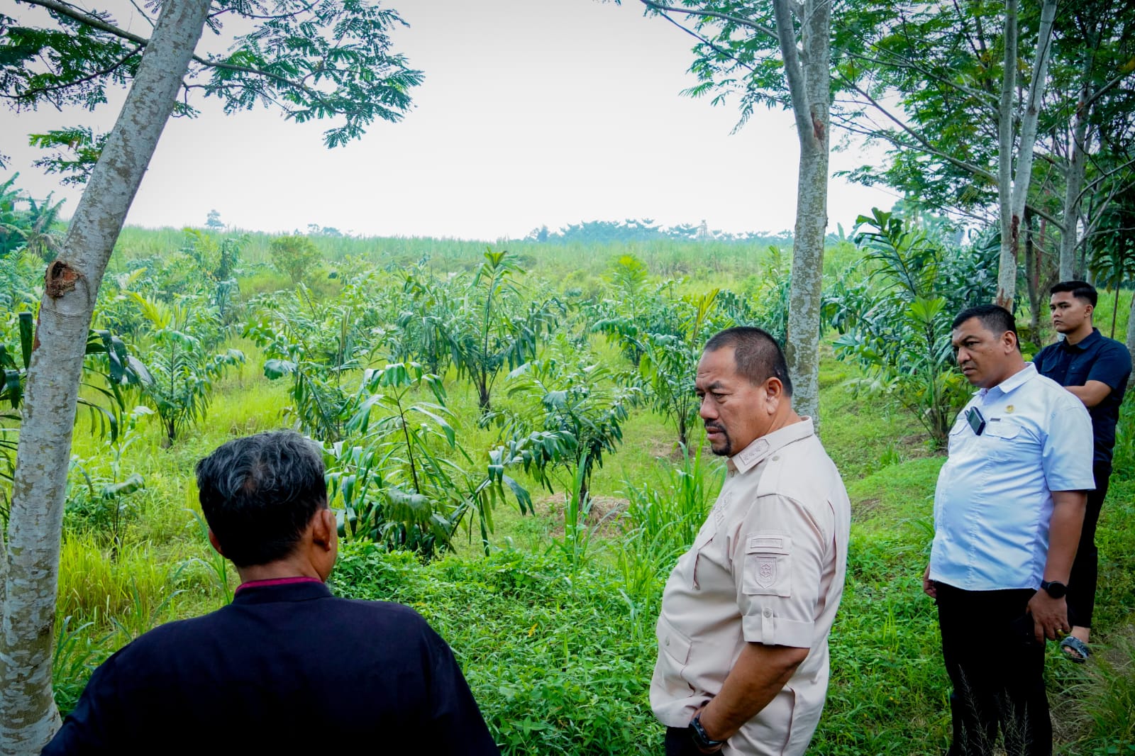 Lihat Potensi 800 Ribu Bibit Aren, Bupati Baharuddin Siapkan Pengembangan Komoditas Aren di Batu Bara   