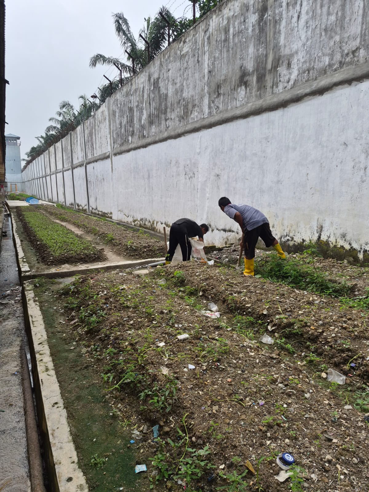Maksimalkan Lahan Kosong, Lapas Labuhan Ruku Budidayakan Sayuran di Area Beranggang   