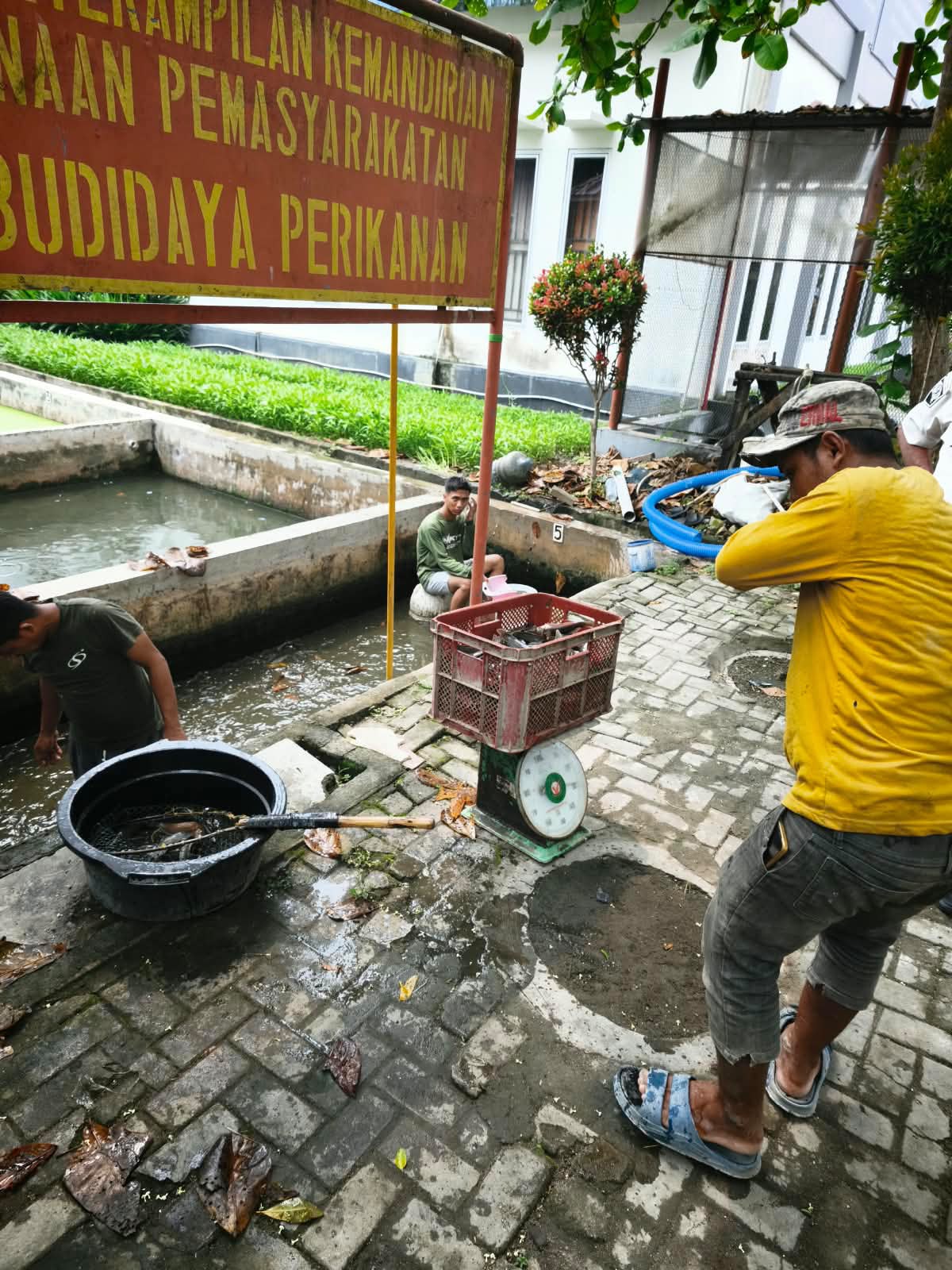 BUAH MANIS KERJA KERAS WARGA BINAAN, LAPAS LABUHAN RUKU SUKSES PANEN IKAN LELE   