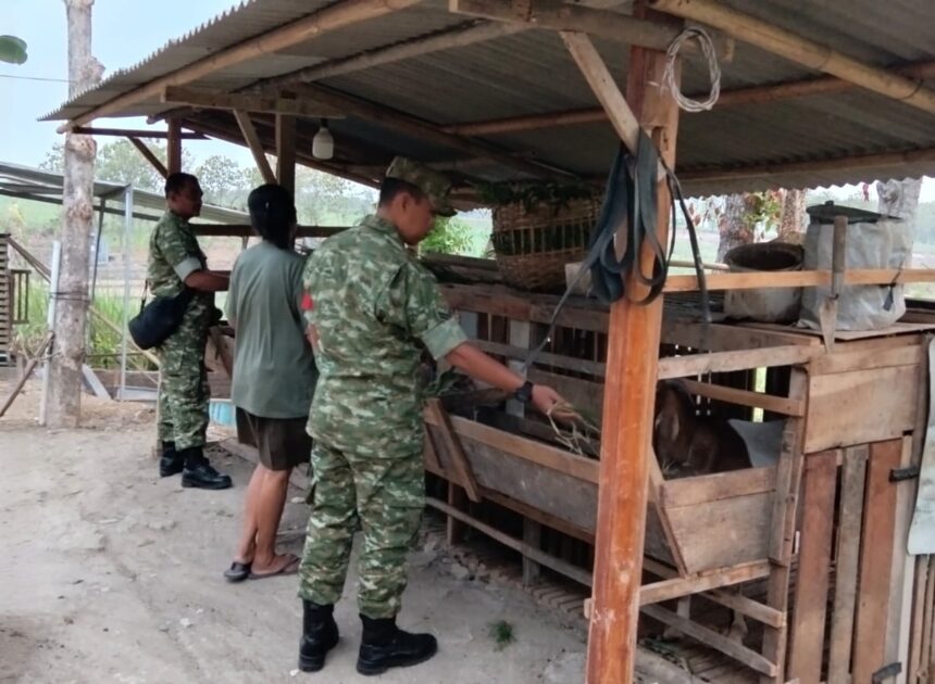 Jaga Lingkungan Tetap Asri, Babinsa Ingatkan Peternak Kambing Antisipasi Bau Kandang   